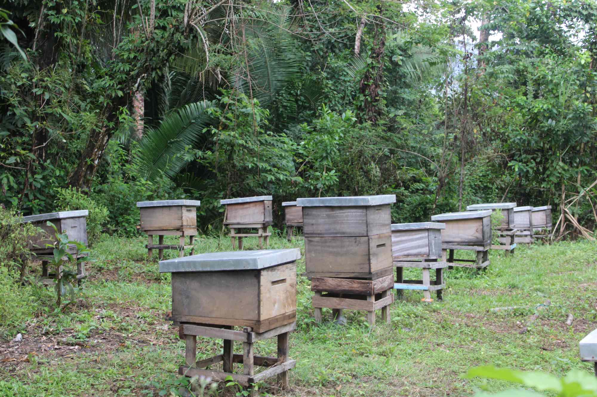The importance of bees