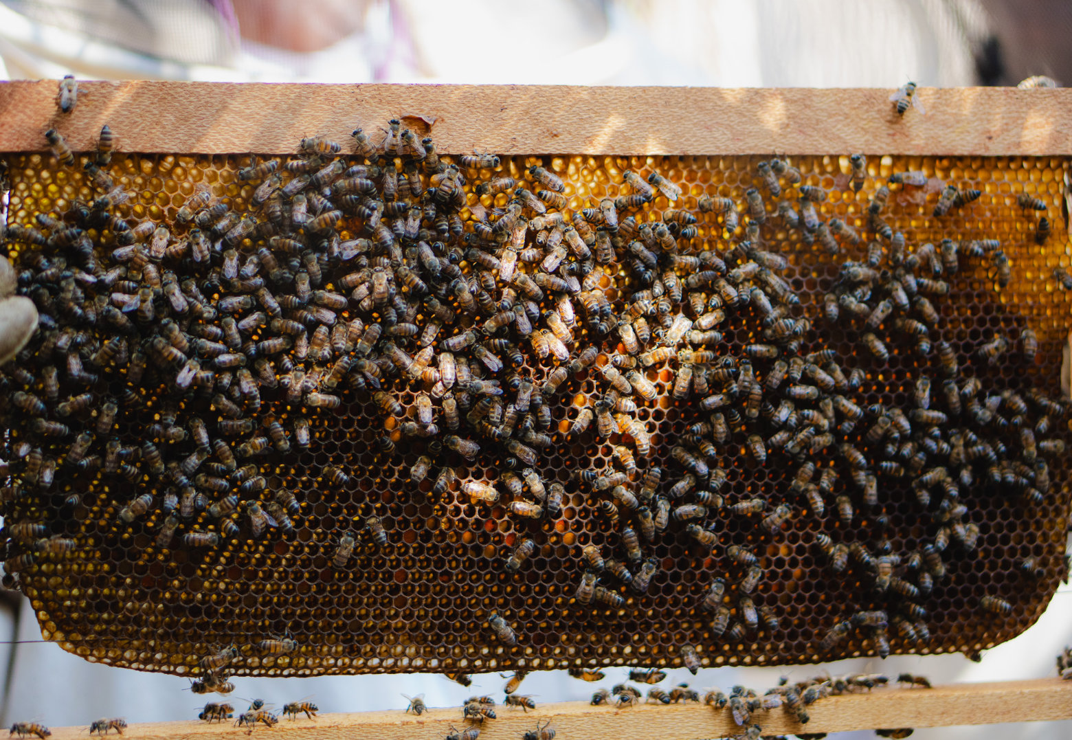 Apiary in the field
